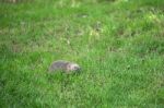 European Hedgehog (erinaceus Europaeus) Stock Photo