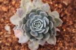 Succulent  Plants Stock Photo