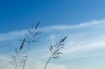 Close-up Of Grass Flower On Morning Stock Photo