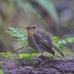 Female Snowy-browed Flycatcher Stock Photo