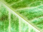 Detail Of Green Leaf Texture Background Stock Photo