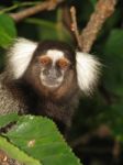 Sagui - Callithrix Aurita Stock Photo