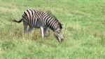 Zebra In South Africa Stock Photo