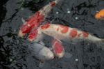 Japanese Fish Carp Koi Swimming Stock Photo