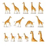 African Giraffe Isolated On White Background Stock Photo