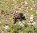 Brown Bear In Asturian Lands Stock Photo