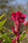 Cockscomb Flower Stock Photo