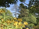 Nature And Flowers In The Park Stock Photo