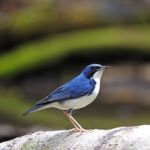 Male Siberian Blue Robin Stock Photo