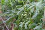 Plantation Of Tomatoes In The Organic Garden Stock Photo