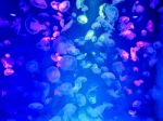 Glowing Jellyfish Under Dark Water Stock Photo