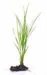 Rice Plant Stock Photo