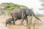 African Elephant In Serengeti National Park Stock Photo