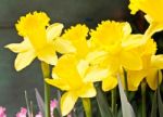 Colorful Tulips In Garden Stock Photo