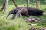 Giant Anteater (myrmecophaga Triductyla) Stock Photo