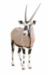 Gemsbok Or Oryx Stock Photo