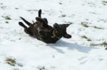 Labrador Rolling In The Snow Stock Photo