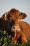 Brown Cow Stock Photo