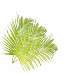 Green Palm Leaf Isolated On White Background Stock Photo