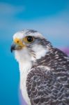 Peregrine Falcon Bird Of Prey Stock Photo