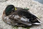 Juvenile Male Mallard (anas Platyrhynchos) Stock Photo