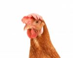 Close Up Portrait Head Of Brown Female Eggs Hen Beautiful Plumage,feather Isolated White Background Use For Livestock And Farm Animals Theme Stock Photo