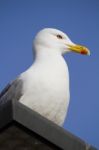 Seagull On Top Of Building Stock Photo