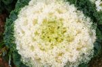 White Green Ornamental Cabbage Close Up Stock Photo