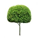 Tree Isolated Stock Photo