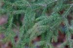 Spruce Tree Close-up Stock Photo