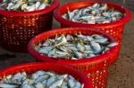 Raw Material Fish In Baskets Stock Photo