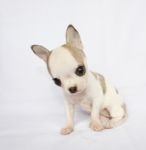 Puppy Chihuahua Stock Photo