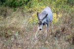 Mule Deer (odocoileus Hemionus) Stock Photo