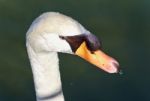 Isolated Image Of A Thoughtful Mute Swan In Water Stock Photo