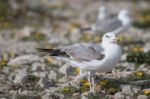 Young Seagulls Near The Cliffs Stock Photo