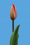 Tulip Stock Photo