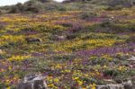 Diverse Spring Flora Of Sagres Stock Photo