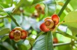 Soft Fruit Of Mangosteen Stock Photo