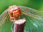 Portrait Of A Red Dragonfly Stock Photo