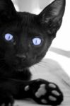 Black Cat With Blue Eyes Stock Photo