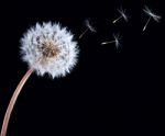 Blowball Of Dandelion Flower Stock Photo