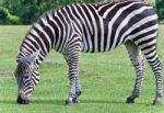 Isolated Photo Of A Zebra Eating The Grass Stock Photo