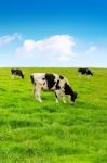 Cows On A Green Field And Blue Sky Stock Photo