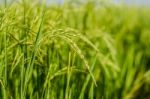 Colseup Green Rice On Field Stock Photo