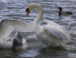 Amazing Image With The Swans And A Gull Stock Photo