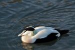 European Eider Duck Somateria Mollissima Mollissima Stock Photo