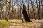 Burned Tree In The Woods Stock Photo