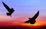 Silhouetted Two Seagull Flying At Colorful Sunset Stock Photo