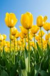 Colorful Tulips, Tulips In Spring Stock Photo