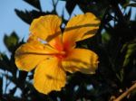 Yellow Hibiscus Stock Photo